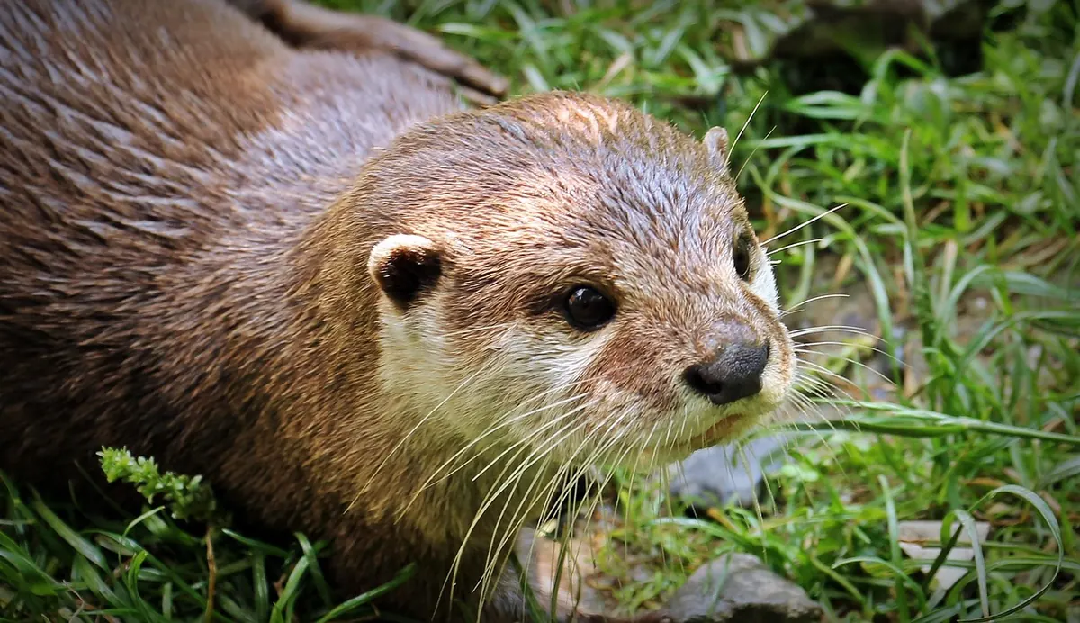 A Beginner's Guide to Ethical Otter Watching in the UK