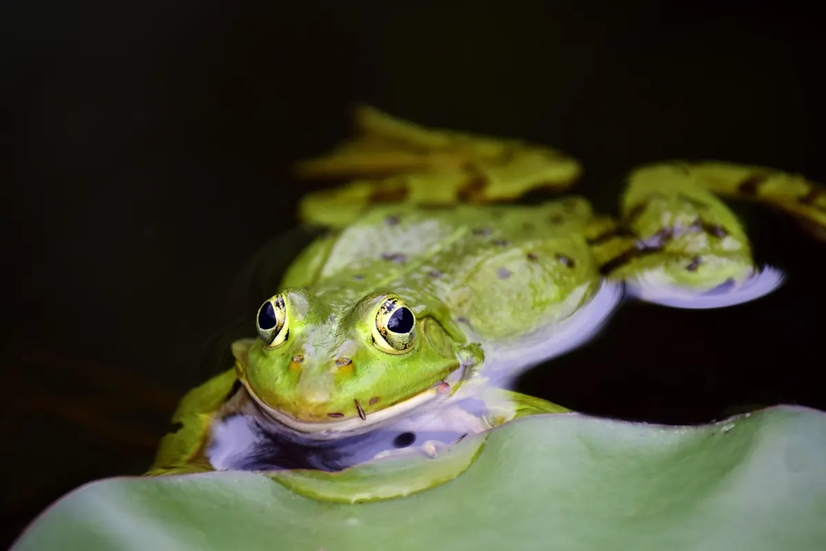 Creating an Otter-Friendly Garden Pond: A Checklist for UK Homeowners