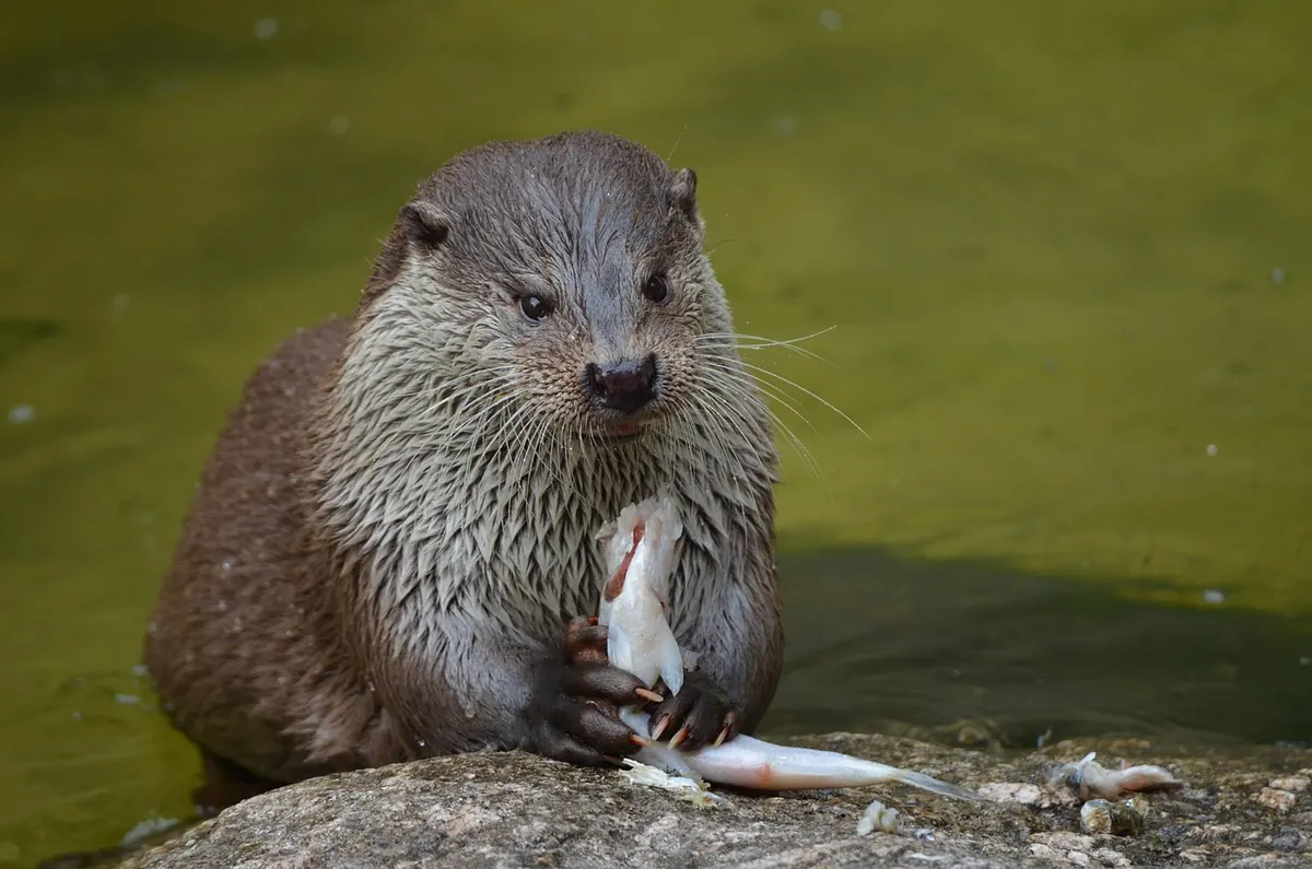 Otter Diet in UK Freshwater Habitats: What Droppings Reveal