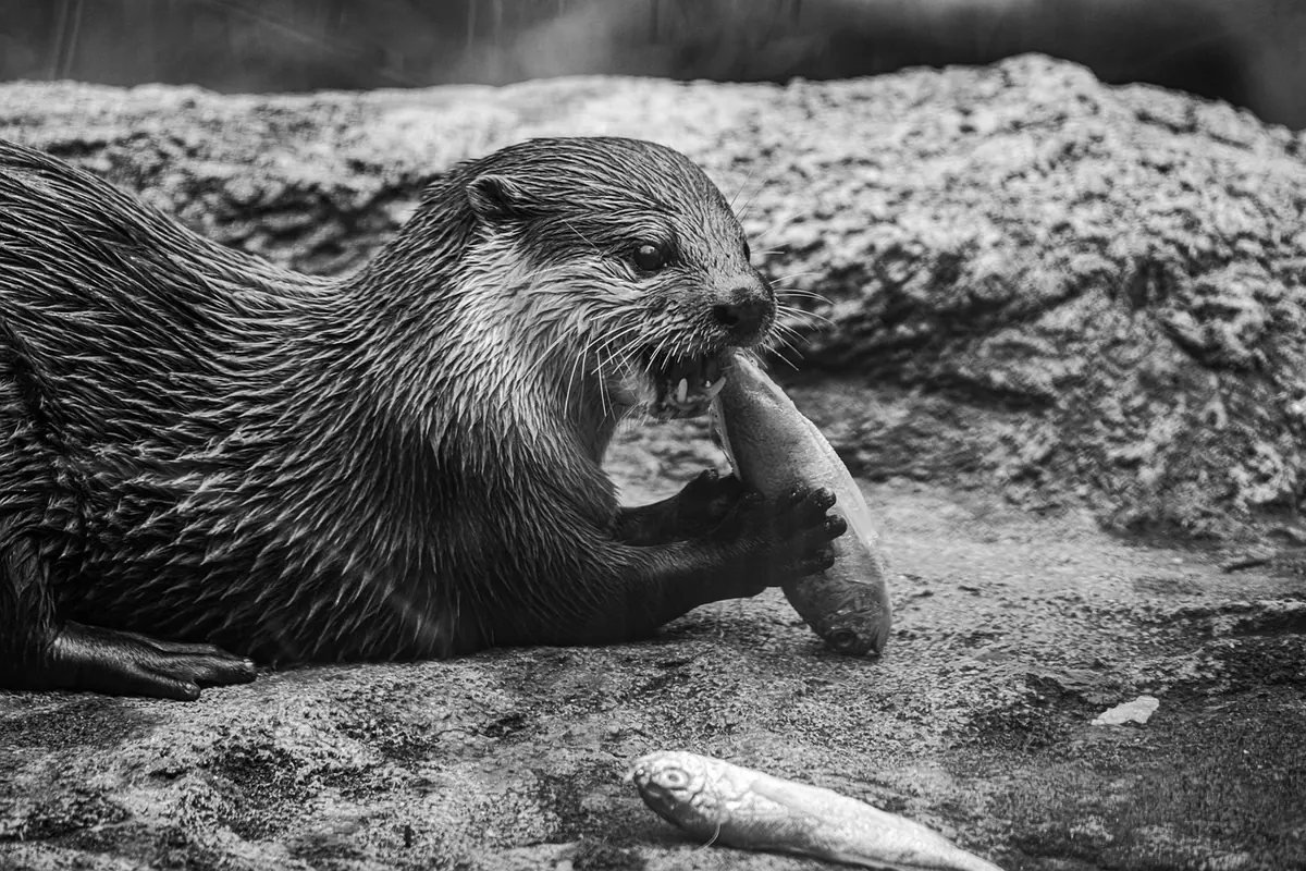 Seasonal Otter Watching: A Month-by-Month UK Guide