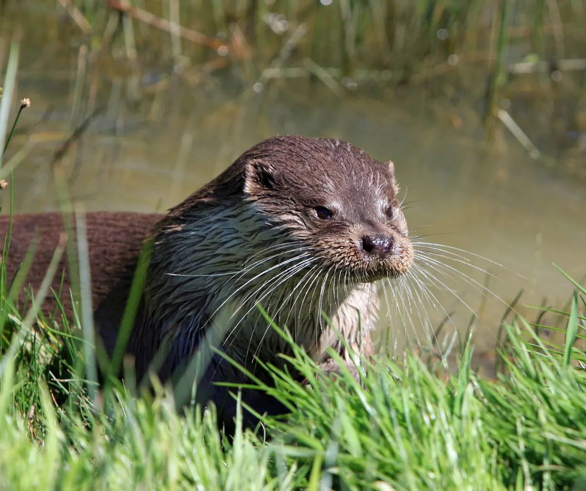UK Otter Survey Trends: What Recent Monitoring Means for River Conservation